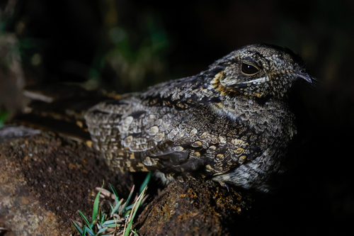 Jungle Nightjar (Caprimulgus indicus), photo 4