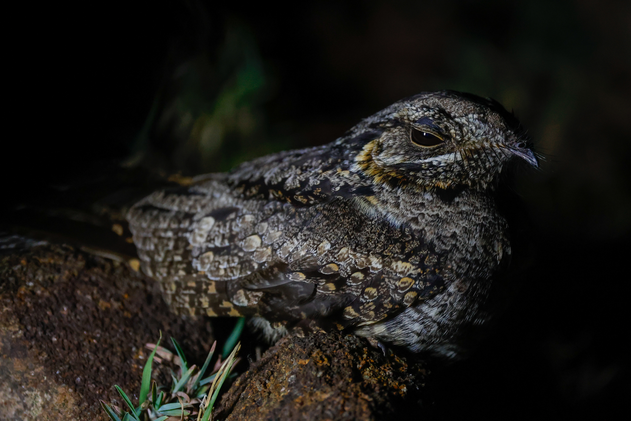 Jungle Nightjar