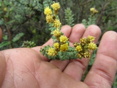 Monticalia ledifolia