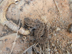Pachydactylus maculatus