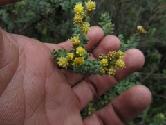 Monticalia ledifolia