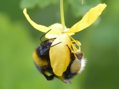 Bombus hortorum