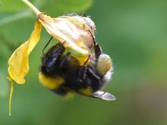 Bombus hortorum