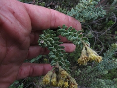 Monticalia ledifolia