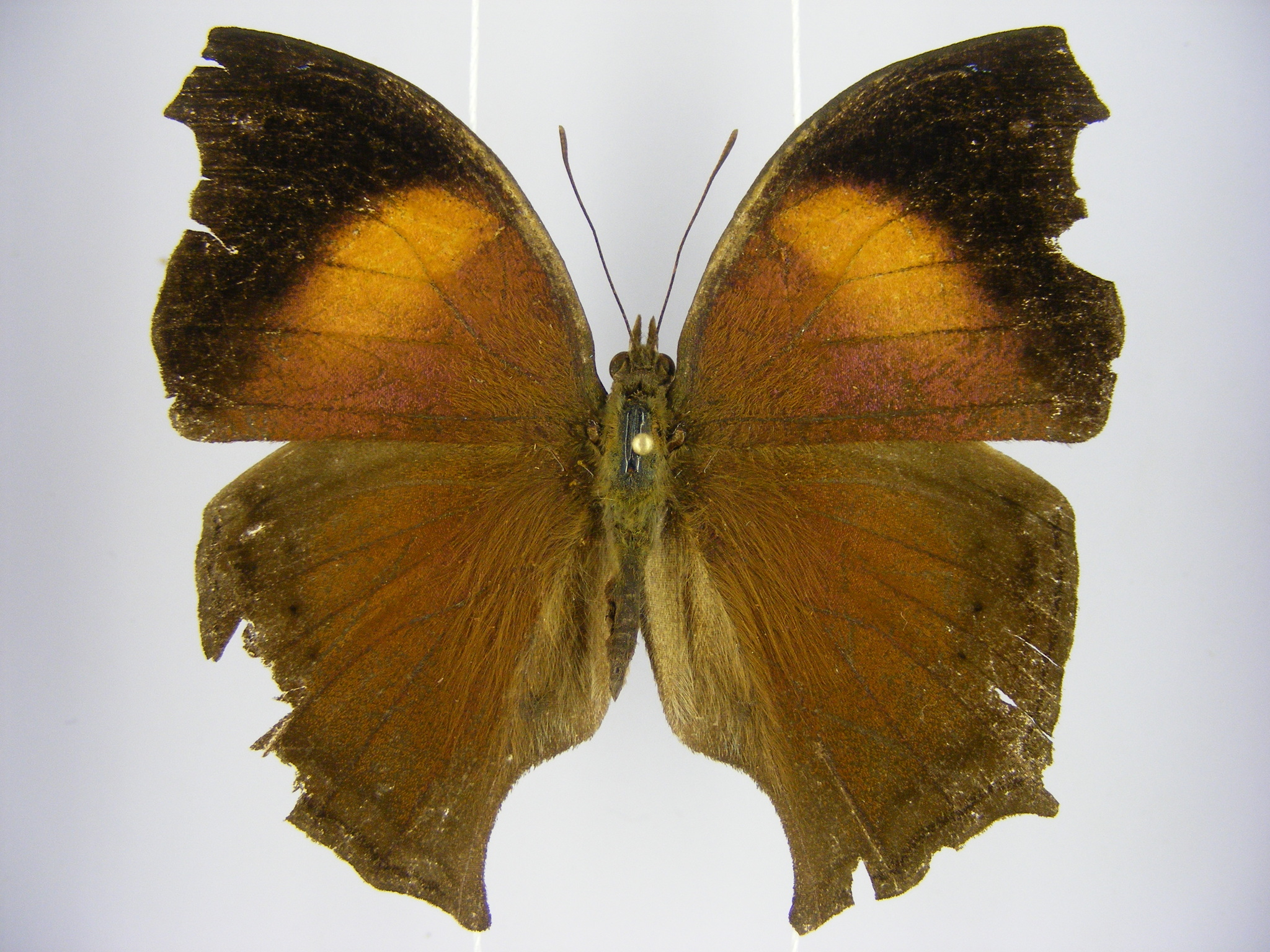 Salamis cacta Fabricius, 1793