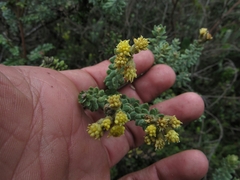 Monticalia ledifolia