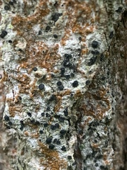 Cresponea chloroconia
