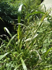 Sorghum halepense