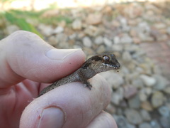 Pachydactylus maculatus
