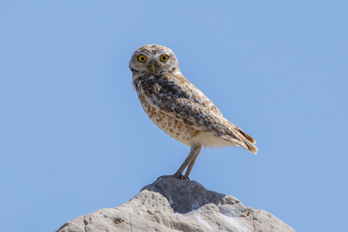 Burrowing Owl photographed in Nebraska