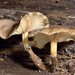 Austral Honey Mushroom - Photo (c) Dougal Townsend, some rights reserved (CC BY-NC), uploaded by Dougal Townsend