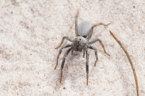 McCrone's Burrowing Wolf Spider photo 5