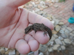 Pachydactylus maculatus