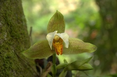 Lycaste deppei