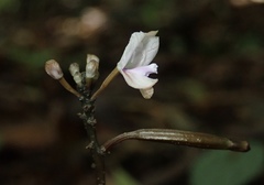 Didymoplexiella siamensis