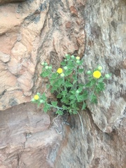 Perityle tenella