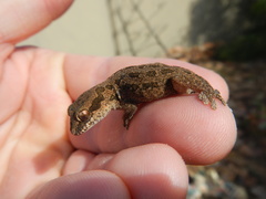 Pachydactylus maculatus