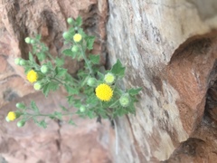 Perityle tenella