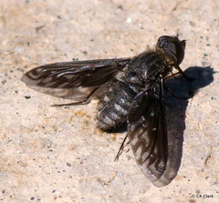 Thyridanthrax melanopterus