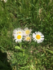 Erigeron strigosus