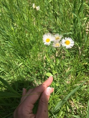 Erigeron strigosus