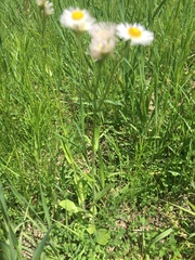 Erigeron strigosus