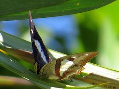 Polyura schreiber