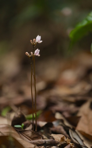 Didymoplexiella