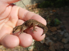 Pachydactylus maculatus