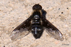 Thyridanthrax melanopterus