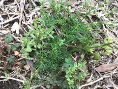 Cyclospermum