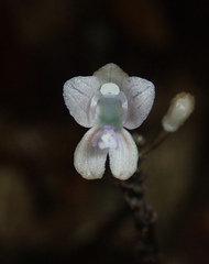 Didymoplexiella siamensis