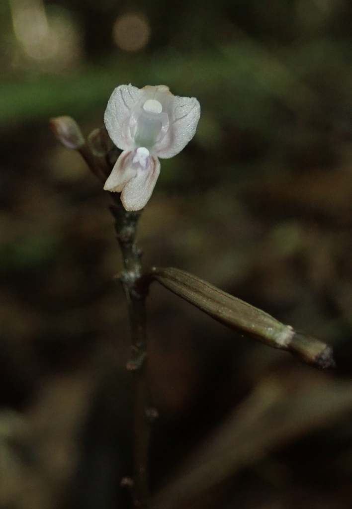 Didymoplexiella siamensis (Didymoplexiella siamensis)