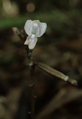 Didymoplexiella siamensis