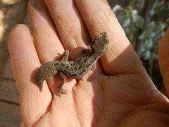 Pachydactylus maculatus