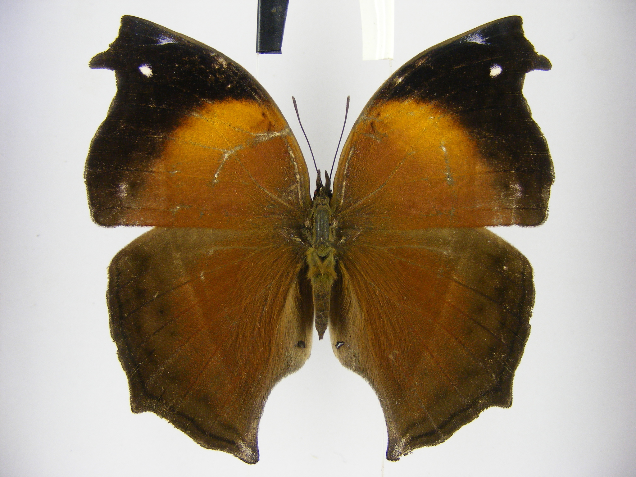 Salamis cacta Fabricius, 1793