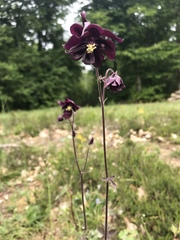 Aquilegia atrata
