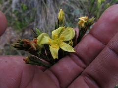 Hypericum juniperinum