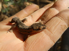 Pachydactylus maculatus
