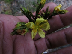 Hypericum juniperinum