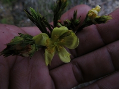 Hypericum juniperinum