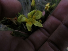 Hypericum juniperinum
