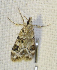 Eudonia delunella