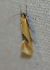 Batia lunaris
