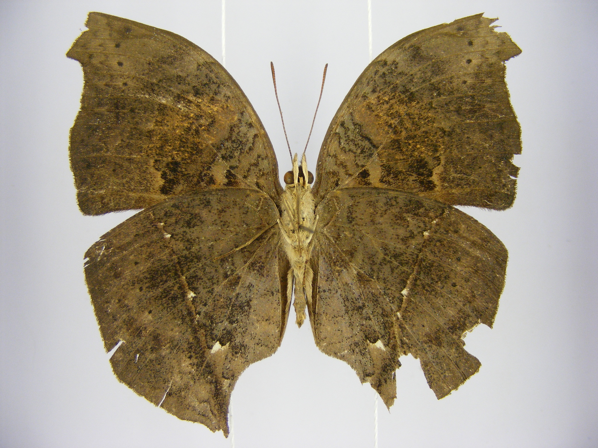 Salamis cacta Fabricius, 1793