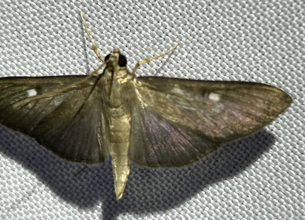 Desmia unipunctalis