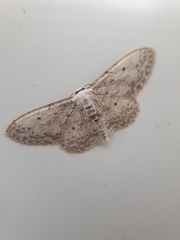 Idaea seriata