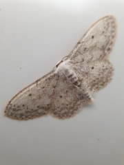 Idaea seriata