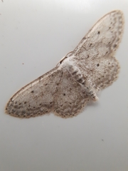 Idaea seriata