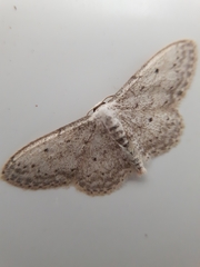 Idaea seriata